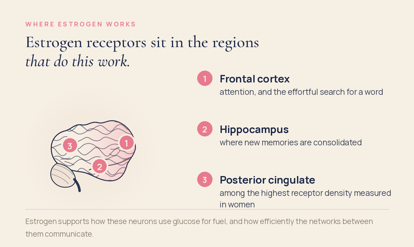 Diagram of the brain marking the frontal cortex, hippocampus, and posterior cingulate — the regions where estrogen receptors are concentrated.